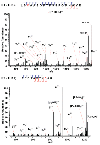 Figure 4. CID MS3 spectra of the disulfide-dissociated peptides TH3 (top) and TH11 peptides (bottom) within the VH domain. Only one fragment ion was missing for both CID MS3 spectra of TH3 and TH11 to achieve an MS3 sequence coverage of 100%. Both C22 (H) and C96 (H) residues were surrounded by fragment ions, and thus the location of disulfide linkages were unambiguously identified.