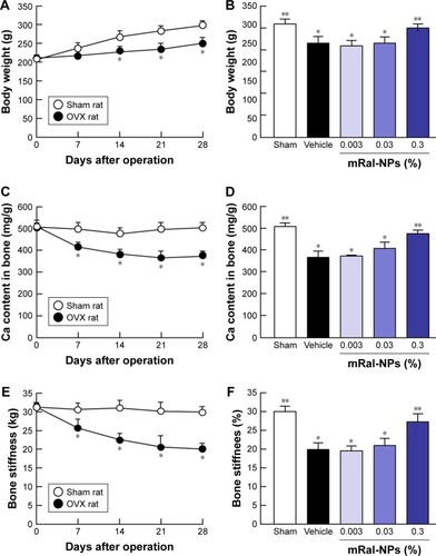 Figure 7 Changes in body weight, Ca content of the bone, and bone stiffness in OVX rats treated with 0.003%, 0.03%, or 0.3% mRal-NPs, respectively.Notes: Changes in body weight (A), Ca content of the bone (C), and bone stiffness (E) 0–28 days after ovariectomy. Effects of the application of raloxifene transdermal formulations on body weight (B), Ca content of the bone (D), and bone stiffness (F) in OVX rats 28 days after ovariectomy. The raloxifene transdermal formulations were applied for 28 days (0.3 g, once a day) after ovariectomy. The data represent the means ± SE, n=5–8. *P<0.05 vs sham for each category. **P<0.05 vs vehicle for each category. mRal-NPs attenuated the decrease in body weight, Ca content of the bone, and stiffness of the bone of OVX rats.Abbreviations: mRal-MPs, transdermal formulation containing raloxifene microparticles and menthol; mRal-NPs, transdermal formulation containing raloxifene nanoparticles and menthol; OVX rat, ovariectomized rat; Ral-MPs, transdermal formulation containing raloxifene microparticles; Ral-NPs, transdermal formulation containing raloxifene nanoparticles; SE, standard error of the mean.