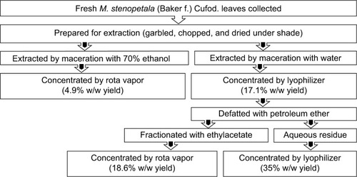 Figure 1 Flowchart showing plant material preparation and extraction process of Moringa stenopetala leaves.