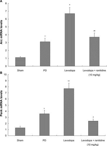 Figure 5 Treatment with ranitidine prevented an increase in Arc and Penk. Arc and Penk levels were increased in PD rats. Repeated levodopa treatment induced further increased expression of Arc and Penk levels. Conversely, ranitidine prevented the increase of Arc and Penk (seven rats per group). (A) *P<0.05 versus sham group; #P<0.01 versus PD group; ##P<0.01 versus levodopa group. (B) *P<0.05 versus sham group; **P<0.01 versus PD group; #P<0.05 versus levodopa group. The data were analyzed by one-way analysis of variance, followed by the Newman-Keuls post hoc test.