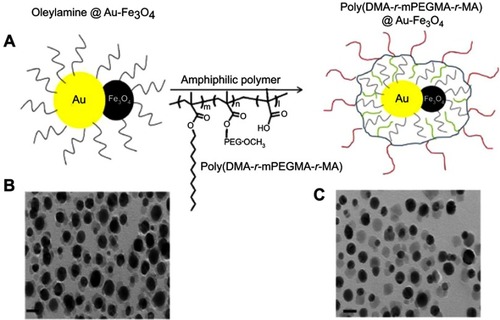 Figure 13 (A) Schematic illustration of the poly(DMA-r-mPEGMA-r-MA) coating of the hybrid gold–iron oxide (Au–Fe3O4) NPs. (B), (C) TEM images of the hybrid Au–Fe3O4NPs before (B) and after (C) coating with poly(DMA-r-mPEGMA-r-MA). The scale bar in the TEM image indicates 20 nm. Reprinted with permission from Kim D, Yu MK, Lee TS, Park JJ, Jeong YY, Jon S. Amphiphilic polymer-coated hybrid nanoparticles as CT/MRI dual contrast agents. Nanotechnology. 2011;22(15):155101.Citation20 Copyright 2011 IOP Publishing.