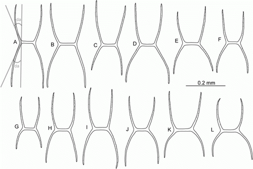 Figure 9.  Peniagone azorica von Marenzeller, 1893, dorsal ossicles, side view, ha. (A–D) St. JC048/24 Dive 165; (E–G) St. JC011/101; (H–L) BIOICE Sample No. 2852. (da) Deflection angle.