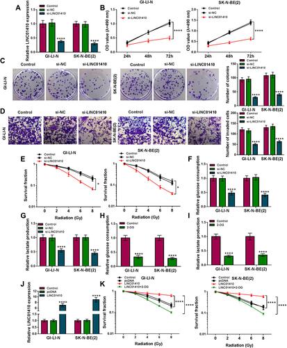 Figure 2 LINC01410 knockdown suppressed cell proliferation and invasion, and promoted radiosensitivity through inhibiting glycolysis in NB cells. (A–D) GI-LI-N and SK-N-BE(2) cells were divided into 3 groups: Control, si-NC, and si-LINC01410. (A) The expression of LINC01410 was examined using qRT-PCR analysis. (B) MTT assay was employed to analyze cell viability. (C) Colony formation assay was utilized to determine the number of colonies (incubation for 14 days). (D) Cell invasion was detected by transwell assay (incubation for 24 h). (E) Cell survival fraction was detected by colony formation assay in GI-LI-N and SK-N-BE(2) cells transfected with si-NC or si-LINC01410 and exposed to radiation (incubation for 14 days). (F–I) Glucose consumption and lactate production were measured in GI-LI-N and SK-N-BE(2) cells transfected with si-NC or si-LINC01410 as well as the cells treated with 2-DG by glucose assay kit and lactate assay kit, respectively. (J) The expression of LINC01410 was analyzed in GI-LI-N and SK-N-BE(2) cells transfected with pcDNA or LINC01410 using qRT-PCR analysis. (K) Colony formation assay was applied to determine cell survival fraction in LI-N and SK-N-BE(2) cells transfected with si-NC or si-LINC01410 or si-LINC01410 + 2-DG under radiation condition. *P<0.05, ****P<0.0001.