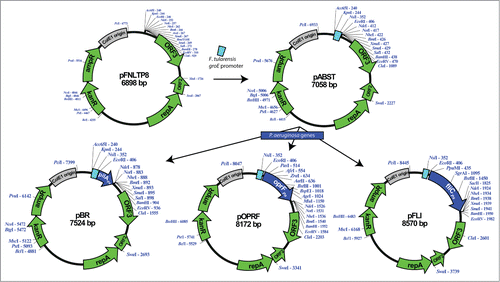Figure 1. Construction of the plasmids pABST, pBR, pOPRF, and pFLI. The F. tularensis LVS groE promoter was PCR-amplified and the amplicon generated was digested with KpnI and EcoRI, gel-purified, and ligated with pFNLTP8 that had been digested with these same enzymes to generate pABST. Primers were used to PCR-amplify pilA (P. aeruginosa 1244), oprF, or fliC (both of P. aerugionosa PA14). The amplicons generated were digested with EcoRI and NdeI, gel purified, and ligated with pABST that had been digested with these same enzymes to generate pBR, pOPRF, or pFLI respectively.