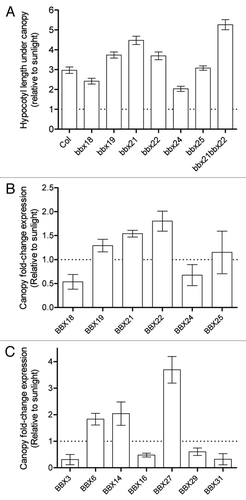 Figure 1 Complex and antagonist roles of BBX for the regulation of plant growth under shade. (A) Hypocotyl length of wild-type and bbx mutants of group IV seedlings grown under canopy with respect to sunlight. (B) qRT-PCR analysis of BBX genes of group IV in the wild-type in response to canopy light. The expression of transcripts was normalized to the IPP2 gene, and data was standardized to sunlight. (C) Microarrays expression data of other structure groups of BBX genes in wild-type in response to canopy light. The expression of each gene under canopy was standardized to sunlight.