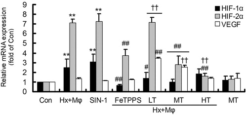 Figure 2. Gene expression of HIF-1α, HIF-2α and VEGF in treated HCMECs. **p < 0.01, versus Con group; ##p < 0.01 or #p < 0.05, versus Hx + Mϕ group; ††p < 0.01, versus Hx + Mϕ+ FeTPPS group. The data were repeated three times and represented as mean ± SD. Con, control; Hx + Mϕ, hypoxia plus macrophage co-culture; LT, low dose TXL; MT, middle dose TXL; HT, high dose TXL.