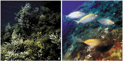 Figure 13. Change in the rocky reef communities of Portofino at about 10 m depth. (a) Sargassum vulgare and Dictyopteris polypodioides canopy in 1981. (b) Sarpa salpa grazing in a turf-dominated environment in 2009. Modified from Parravicini et al. (Citation2013).