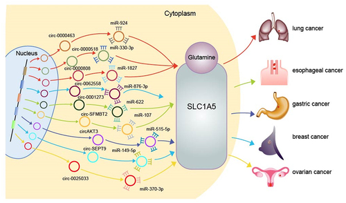 Figure 4. Schematic diagram of circRNAs affecting cancer amino acid metabolism through glutamine transporter SLC1A5. It shows how circRNAs can promote cancer amino acid metabolism by adsorbing miRNA to regulate SLC1A5. The circle represents circRNAs; the shapes of teeth represent miRNAs; a positive relationship is indicated by an arrow. (red represents promoting lung cancer; green represents promoting oesophageal cancer; dark blue represents promoting gastric cancer; light blue represents promoting breast cancer; yellow represents promoting ovarian cancer).