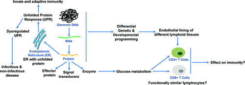 FIGURE 1. Role of protein structure, UPR, immune cell metabolism and genetic and developmental programming in innate and adaptive immunity.