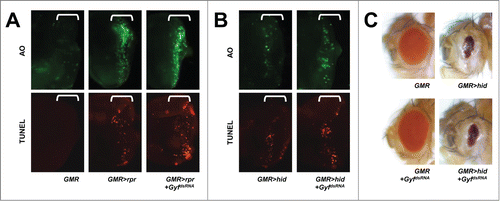Figure 5. Gyf silencing does not interfere with apoptotic cell death. (A and B) Developing eye discs from wandering-stage third instar larvae expressing indicated transgenes were analyzed by acridine orange (AO, upper panels) and TUNEL (lower panels) staining to visualize apoptotic cells. Brackets indicate the areas of differentiated ommatidia. (C) Eyes from the flies expressing indicated transgenes were imaged using light dissection microscopy. GMR>rpr flies cannot develop into adulthood.