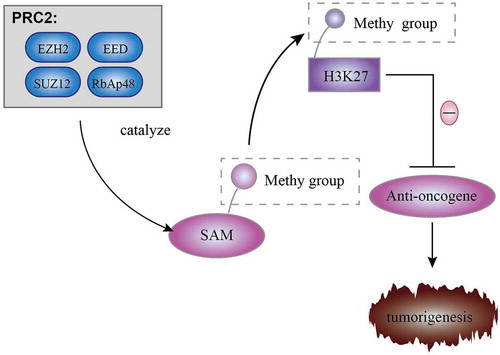 Figure 2. Role of EZH2 in tumorigenesis. SAM, S-adenosyl-l-methionine