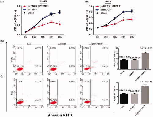 Figure 2. CCK-8 assay and FCM on over-expression of PTENP1 on cell proliferation and apoptosis on CasKi and HeLa cells. (A,B) CCK-8 assay. Decreased cell proliferation in CasKi and Hela cells in pcDNA3.1-PTENP1 group; (C) Increased cell apoptosis in pcDNA3.1-PTENP1 group in both CasKi and HeLa cells; *compared with blank group, p < .05