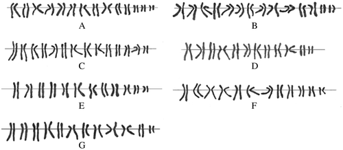 Fig. 2. Karyotype of seven cultivars. A: Arkle (2n = 2x = 28 = 3m + 11sm); B: Fortissimo (2n = 2x = 28 = 4m + 10sm); C: Pink Charm (2n = 2x = 28 = 3m + 10sm + 1st); D: Mary Bcharmon (2n = 2x = 24 = 5m + 7sm); E: Barret Browing (2n = 2x = 24 = 6m + 6sm); F: Romance (2n = 2x = 24 = 2m + 10sm); G: Dutch Master (2n = 2x = 24 = 3m + 9sm).