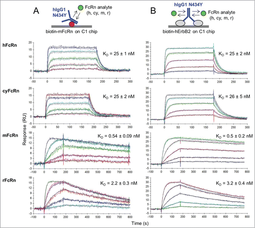 Figure 2. Kinetic analysis at pH 5.8 of a multi-species panel of FcRn proteins binding as analytes to trastuzumab hIgG1-N434Y that was first captured via (A) biotinylated mFcRn or (B) biotinylated hErbB2 on Biacore C1 chips to which neutravidin was amine-coupled. Analytes were injected in duplicate binding cycles as a 3-fold dilution series with top at 180, 300, 60, or 100 nM for hFcRn, cyFcRn, mFcRn, and rFcRn respectively. Each overlay plot shows a representative example of the measured data (colored lines) and the global fit to a simple model (black lines) for a typical experiment (N of 1) and the KD values are the mean ± SD of N = 6.