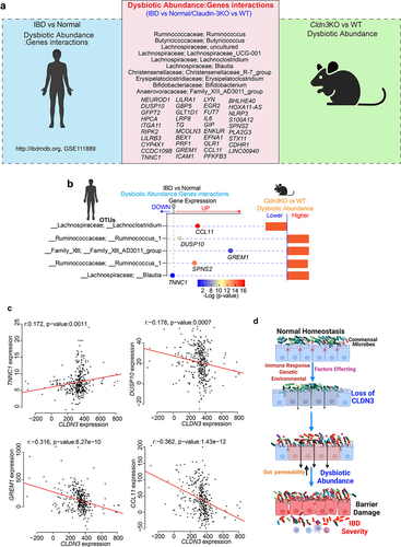 Figure 11. Host-microbiome interactions in IBD patient cohort show overlap with Cldn3KO mice.