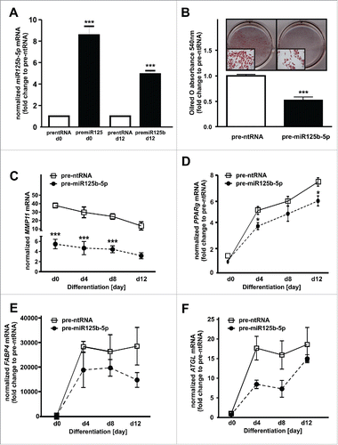 Figure 5. MiR125b-5p act as a negative regulator of adipogenesis. (A) MiR125b-5p overexpression (pre-miR125b-5p) efficiency was assessed at day 0 and 12 of adipogenesis (black bars) and compared to pre-ntRNA control (white bar). (B) On day 12, Oilred-O absorbance was measured in order to investigate the effect of miR125b-5p on adipogenesis. (C) MMP11 mRNA levels after miR125b-5p (closed circle) overexpression compared to a pre-ntRNA (white square) control. (D) PPARg, (E) FABP4, and (F) ATGL mRNA levels after miR125b-5p (closed circle) overexpression compared to a pre-ntRNA (white square) control. For standardization, target gene expression was normalized to the mean of the 2 housekeeping genes: β-actin (ACTB), and TATAbox-binding protein (TBP). *, p < 0.05 **, p < 0.01, ***, p < 0.001.
