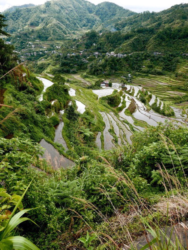 Figure 1. Rice terraces in Banaue, Ifugao. Photo credit: Dominic Glover.