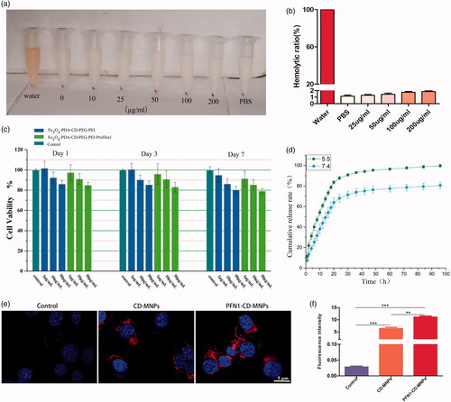 Figure 3. Biocompatibility of PFN1-CD-MNPs. (a) Analysis of PFN1-CD-MNPs at different concentrations after 6 h incubation using the haemolytic test. (b) Percentage of haemolysis caused by different concentrations of RAP@PFN1-CD-MNPs. (c) Assessment of MOVAS cell viability using CCK-8. (d) In vitro release curves of RAP-loaded NPs. (e,f) Fluorescence imaging (e) and quantification (f) of the ability of PFN1-CD-MNPs to bind to VSMCs in vitro (**p < .01, ***p < .001).