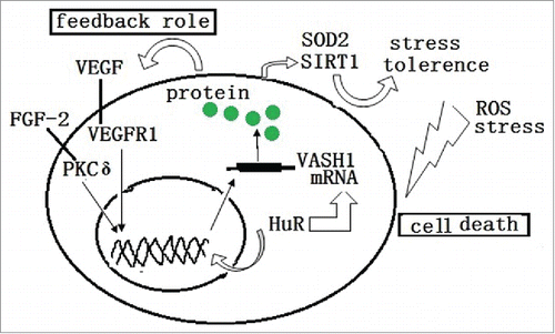 Figure 3. ROS and stress induces the death or damage of endothelial cells. The endogenous VASH1 improves the stress tolerance of endothelial cells to ROS and stress by up-regulating the expression of SOD2 and SIRT1. Also, HuR modulates both the transcription and post transcription of the VASH1