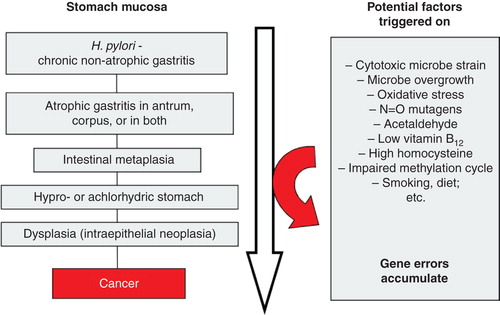 Figure 5. Scheme on natural course and progression of Helicobacter pylori gastritis from a non-atrophic form to gastric malignancy (sc. “Correa cascade”). Several potentially pathogenetic factors and mechanisms, linked with carcinogenesis, play a role and are triggered stepwise on during the course and progression of the cascade.
