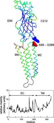 Figure 4. (A) Gaussian network model (GNM) results mapped onto the Cα trace of a single subunit, where each residue is coloured according to the calculated mobility (blue = low mobility, red = high mobility). Note that the calculations were on the pentameric assembly, but the results for a single subunit are shown for clarity. The two key residues (K68 of the EC domain and D289 of the TM domain) at the EC/TM domain interface are shown in spacefill format. The broken grey line is indicative of the unmodelled sequence between TM helices M3 and M4. (B) Predicted relative mobility (from the GNM) of residues as a function of residue number in the model; to convert to the alignment numbering scheme subtract 24).