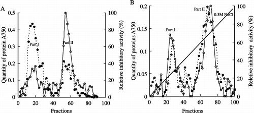 Figure 2 Chromatography. A. Sephadex G-75 column (2.5 × 100 cm). ‐‐•, Quantity of protein (absorbance measured at 750 nm); —○, Inhibitory activity, 4 ml per fraction with flow rate 0.3 ml/min. B. DEAE-Toyopearl column (1 × 30 cm), ‐‐•, Quantity of protein (absorbance measured at 750 nm); —○, Inhibitory activity, 2 ml per fraction with flow rate 0.2 ml/min. Italic line is the gradient of sodium chloride. The reletive inhibitory activity is calculated as: the absorbance in every fraction÷the lowest absorbance in the fractions × 100% (The zero is adjusted by the reaction solution of Hb and HCB without inhibitor).