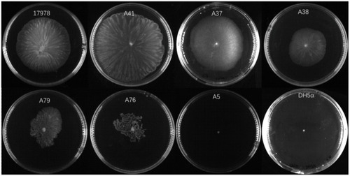 Figure 2 Surface-related motility of A. baumannii clinical isolates. ATCC17978 was used as a positive control to show surface motility. Five clinical strains A41, A37, A38, A79, and A76 showed apparent surface motility; A5 was used as a representative clinical strain without motility. DH5α was used as a negative control.