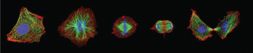 Figure 24. Fluorescence images of cell division phases: interphase, prophase, metaphase, late anaphase, and cytokinesis (EMBL, Heidelberg).