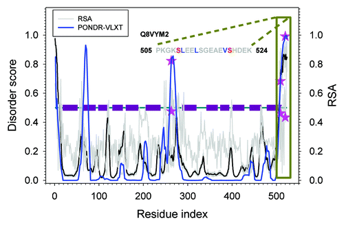 Figure 6. Disorder and RSA prediction for Q8VYM2 (AT5G43350). The dark red horizontal bars in the middle are trans-membrane motifs. Blue curve is disorder prediction by PONDR-VLXT. Gray curve is RSA prediction by NetSurfP. Pink stars are phosphorylated residues (T263, S509, and S520) labeled on both disorder and RSA prediction.