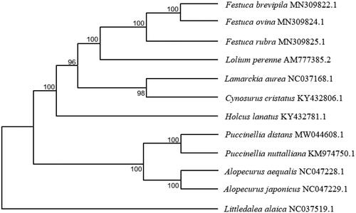 Figure 1. Phylogenetic relationships of 12 species based on complete chloroplast genome using the maximum likelihood methods. The bootstrap values were based on 1000 replicates and are shown next to the branches.