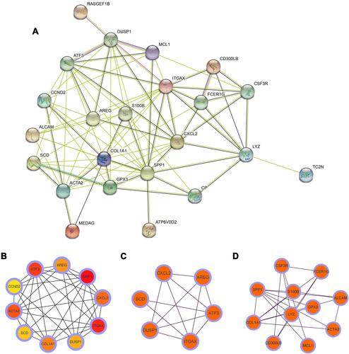 Figure 6 (A) Based on STRING database, protein–protein interaction networks of the DEGs in the AD and OSA were constructed. Each node represents a protein, while each edge represents one protein–protein association. (B) The hub genes were screened from the PPI network using the MCC algorithm of CytoHubba plugin. Two cluster modules were extracted by MCODE. (C) Cluster 1 had the highest cluster score (score: 4.80, 6 nodes and 12 edges), (D) followed by cluster 2 (score: 4.20, 11 nodes and 21 edges).