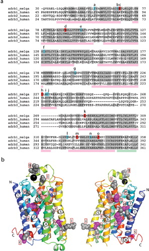 Figure 1.  (a) Sequence alignment between the turkey β2AR (adrb_melga) and human βARs (adrb1/2/3_human). The N- and C-termini of the sequences were removed in the alignment, because there is no significant homology between them. Amino acid residues coloured red in the turkey sequence correspond with mutations present in tβ2AR-m23 (R68S, M90V, Y227A, A282L, F327A and F338M), whereas those coloured in blue correspond with other thermostabilizing mutations. Letters above these residues correspond to the position of the residues in (b). Pink rectangles below the sequence alignment indicate the positions of transmembrane domains and the green rectangle corresponds with the position of helix 8. (b) Structure of the turkey β2AR (PDB accession number 2VT4) with the side chains of thermostabilizing mutations represented as space filling models. Side chains in grey are thermostabilizing when mutated to alanine. The five magenta side chains correspond to the five thermostabilizing mutations found in tβ2AR-m23, i.e., R68S, M90V, Y227A, F327A and F338M; the mutation A282L is not shown because this region of the receptor was disordered in this crystal form. The N- and C-termini are labelled, along with the transmembrane α-helices. The model is in rainbow coloration with the N terminus in blue and the C terminus in red. The black sphere is a Na+ ion. This Figure is reproduced in colour in Molecular Membrane Biology online.
