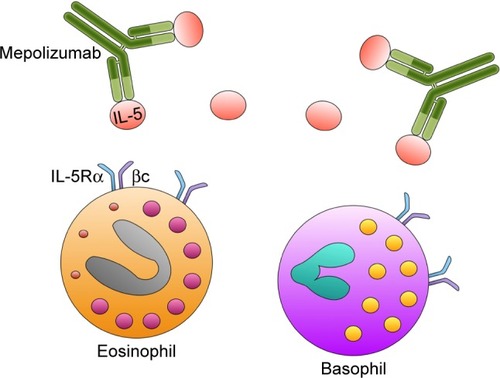 Figure 2 Mechanism of action of mepolizumab. Mepolizumab binds with high affinity to IL-5, thus preventing its interaction with the IL-5 receptor expressed by eosinophils and, to a lesser extent, also by basophils.