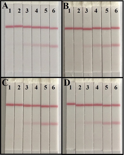 Figure 4. The analysis of lateral-ﬂow ICA strip by naked eyes. (A) The sensitive analysis with CIT: (1) 5 ng/ml; (2) 2.5 ng/ml; (3) 1 ng/ml; (4) 0.5 ng/ml; (5) 0.25 ng/ml; (6) 0 ng/ml; (B) The CIT-spiked maize sample: (1) 80 ng/g; (2) 40 ng/g; (3) 20 ng/g; (4) 8 ng/g; (5) 4 ng/g; (6) 0 ng/g; (C) The CIT-spiked wheat sample: (1) 80 ng/g; (2) 40 ng/g; (3) 20 ng/g; (4) 8 ng/g; (5) 4 ng/g; (6) 0 ng/g; and (D) The CIT-spiked rice sample: (1) 80 ng/g; (2) 40 ng/g; (3) 20 ng/g; (4) 8 ng/g; (5) 4 ng/g; (6) 0 ng/g.