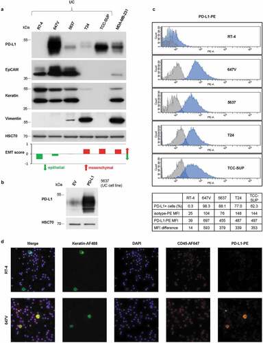 Figure 1. Characterization of the anti-PD-L1 antibody clone E1L3N®. (a) Western blot analysis of PD-L1, EpCAM, pan-keratin and vimentin expression in UC cell lines (RT-4, 647V, 5637, T24, and TCC-SUP) and in the breast cancer cell line MDA-MB-231. Protein loading control: HSC70 (Heat shock cognate 71 kDa protein). The bar chart indicates EMT scores according to Tan et al. Citation27 (b) Specificity of the anti-PD-L1 antibody was confirmed by Western blot analysis of 5637 cells with the retroviral transfer of the CD274 gene encoding for PD-L1 or the empty vector (EV). Protein loading control: HSC70. (c) FACS (fluorescence activated cell sorting) analysis of PD-L1 expression in UC cell lines (RT-4, 647V, 5637, T24, and TCC-SUP). Cells were stained with the PE-conjugated anti-PD-L1 antibody clone E1L3N® (blue) in comparison to the respective isotype control clone DA1E (gray). Mean fluorescence intensities (MFI) were determined. (d) IF (immunofluorescence) analysis of PD-L1 expression in UC cell line cells (RT-4: PD-L1-negative, 647V: PD-L1-positive). Cells were spiked into whole blood from healthy donors prior to centrifugation. PD-L1 protein was detected by the PE-conjugated anti-PD-L1 antibody clone E1L3N®. The cells were additionally stained with the AlexaFluor488 (AF488)-conjugated anti-keratin antibodies (clones AE1/AE3 and C11) and the APC-conjugated anti-CD45 (clone REA747) antibody. Nuclei were stained by DAPI (4‘,6-Diamidin-2-phenylindol).