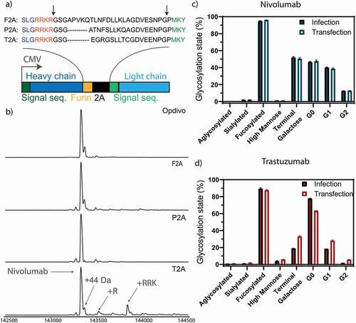 Figure 2. Optimization of homogeneous production of nivolumab. a) Construct used for expression. The heavy and light chain (dark and light blue) of the expressed antibodies are expressed under the control of a CMV promotor with a 2A site to facilitate equimolar expression. The heavy and light chain are getting separated by a ribosomal skipping mechanism initiated by a 2A site (black). In order to remove residual 2A site residues at the C-terminus of the heavy chain, a furin site (yellow) was encoded upstream of the 2A site. Cleavage sites are depicted in the protein sequence by black arrows. Following cleavage, the signal sequence is translocated and processed, and the residual basic residues of the furin site removed by carboxypeptidases, resulting in unmodified heavy and light chain molecules. The full antibody sequence of trastuzumab and nivolumab are shown in Sup. Fig. 1 and 2. Three 2A sites (F2A, P2A and T2A) were tested to achieve homogenous antibody backbone masses. b) Mass analysis of the PNGase F deglycosylated antibodies. Nearly complete processing of nivolumab is revealed for the P2A construct, as evidenced by the identical mass as observed for the commercial Opdivo. In contrast, the T2A construct shows the presence of minor antibody species with incomplete carboxypeptidase cleavage. In all cases, some low abundant species were detected, representing the clipping of glycine from the C-terminus of the heavy chain. The glycosylation state is shown of nivolumab (c) or trastuzumab (d) expressed from CHO-S cells, transfected with naked DNA or infected with a replication-deficient adenoviral vector. Very similar glycosylation patterns are observed by quantitative glycopeptide analyses. Peptide mass spectrometry data represent three individual consecutive measurements (n = 3).