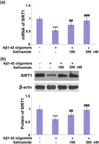 Figure 6. Safinamide increased the expression of SIRT1 in M17 neuronal cells. Cells were stimulated with Aβ1-42 oligomers with or without safinamide (100, 200 nM) for 24 hours. (a). mRNA of SIRT1; (b). Protein of SIRT1 as measured by Western blot (***, P < 0.01 vs. vehicle group; ##, ###, P < 0.01, 0.005 vs. Aβ1-42 oligomers group).