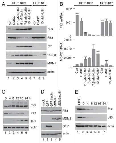 Figure 2 Nutlin-3 induces p53-mediated downregulation of PLK1. (A) HCT116 p53+/+ or p53−/− cells were treated with 0–10 µM Nutlin-3 or DMSO as vehicle control. The cells were lysed and western blotting was performed with the indicated antibodies. (B) HCT116 cells were treated as in (A) and the steady-state levels of mRNA encoding PLK1 and MDM2 were determined by real-time quantitative PCR. (C) HCT116 p53+/+ cells were treated with 5 µM Nutlin-3 for 0–24 h. Cells were lysed and western blotting performed with the antibodies as indicated. (D) HCT116 p53−/− cells were infected with recombinant viruses Ad-MDM2 or Ad-GFP at an MOI of 50 for 4 h. The cells were then treated with 10 µM Nutlin-3 for 24 h and lysed before western blotting was performed with the indicated antibodies. (E) HCT116 p53 wild-type cells were treated with 10 µg/ml Cycloheximide and cell lysates prepared at the indicated time points after addition. Western blotting was then performed with the antibodies as indicated.