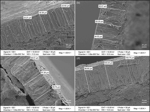 Figure 8 Seed coat thickness of (a) black speckled, (b) plain cream, (c) brown speckled and (d) plain red bambara groundnut landrace selections viewed under a scanning electron microscope at 1 000× magnification