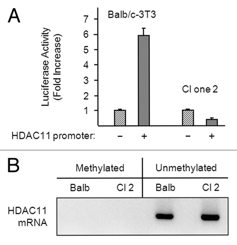 Figure 5. The HDAC11 promoter is active in Balb/c-3T3 but not clone 2 cells. (A) Proliferating Balb/c-3T3 and clone 2 cells (approximately 80% confluent) were transfected with pRL-CMV (for normalization) and either pGL3-Basic (–) or pGL3-HDAC11 (+). Cells were harvested 38 h later for determination of luciferase activity and were confluent at the time. Error bars show standard deviation. Data are expressed as fold increase in HDAC11 promoter activity. RLU1/RLU2 values for pGL3-Basic in Balb/c-3T3 and clone 2 cells were 0.011 and 0.035, respectively. (B) Genomic DNA was isolated from confluent Balb/c-3T3 and clone 2 cells, and CpG island methylation was determined as described in “Materials and Methods”.