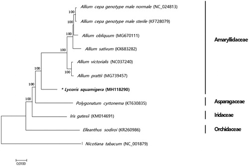 Figure 1. Phylogenetic relationship of L. squamigera with other 10 species of Asparagales. The tree was generated using 82 protein-coding gene sequences and full chloroplast genome sequences based on the neighbor-joining analysis of MEGA7. Numbers next to the tree indicate the bootstrap value from 1000 replicates. The sequence of Nicotiana tabacum was set as an outgroup.