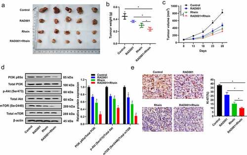 Figure 5. Synergistic inhibition effects of Rhein and RAD001 on MGC-803 cell proliferation in vivo. A-C. Mice received Rhein (60 mg/kg) and RAD001 (5 mg/kg) by oral administration. Tumor weight and tumor volume were detected at each group. D. The expressions of PI3K/AKT/mTOR pathway proteins were detected using Western blotting. E. Immunohistochemical (IHC) staining of tumor cell proliferation marker Ki-67 expression. *p < 0.05.