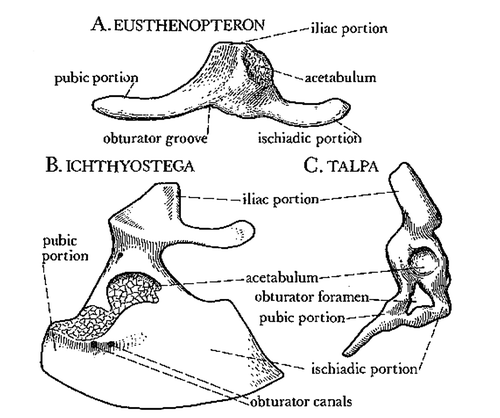 Figure 4. Triradiate form of pelvic bones in A. a lobe finned fossil Eusthenopteron, B. an early tetrapod, Ichtyostega, and C. an extant mammal, the mole (from Jarvik 1980).