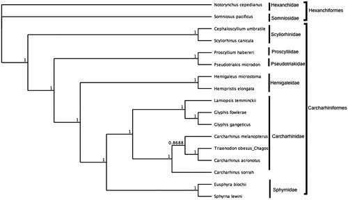 Figure 1. Bayesian estimate of phylogenetic position of Triaenodon obesus within the order Carcharhiniformes based on the complete mitochondrial genome. Members of the order Hexaniformes served as the outgroup. Families are indicated by vertical lines and orders by square brackets. Numbers at nodes are posterior probabilities. GenBank Accession Numbers: Notorynchus cepedianus (AB560489.1); Somniosus pacificus (AB560492.1); Cephaloscyllium umbratile (KT003686.1); Scyliorhinus canicula (Y16067.1); Proscyllium habereri (KU721838.1); Pseudotriakis microdon (AB560493.1); Hemipristis elongata (KU508621.1); Hemigaleus microstoma (KT003687.1); Lamiopsis temminckii (KT698048.1); Glyphis fowlerae (KT698049.1); G. gangeticus (KT698040.1); Carcharhinus melanopterus (KJ720818.1); C. sorrah (KF612341.1); C. acronotus (KF728380.1); Triaenodon obesus_Chagos (MN943497); Eusphyra blochii (KU892590.1); Sphyrna lewini (JX827259.1).