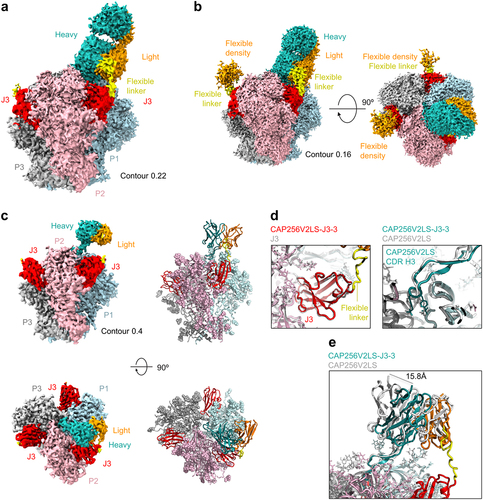 Figure 3. Structure of CAP256V2LS-J3-3 Fab in complex with BG505 DS-SOSIP.664 confirms avidity and stoichiometry. (a) Cryo-EM density is shown highlighting the linker between CAP256V2LS and J3 at 3.2 Å resolution and contour of 0.22 where density for the flexible linker was visible. (b) Cryo-EM density is shown with lower contour to illustrate the signal observed corresponding to unbound CAP256V2LS in Orange (c) (left) Cryo-EM density is shown with higher contour revealing greater detail of higher resolution signal. (right) Corresponding atomic models are shown in cartoon format with glycans shown as spheres. (d) Details of binding for CAP256V2LS and J3 from the bivalent complex structure are overlayed with the structures obtained from individual components. (e) The CDR H3 of CAP256V2LS aligns closely while the main body of the Fab shifts as much as ~16 Å.