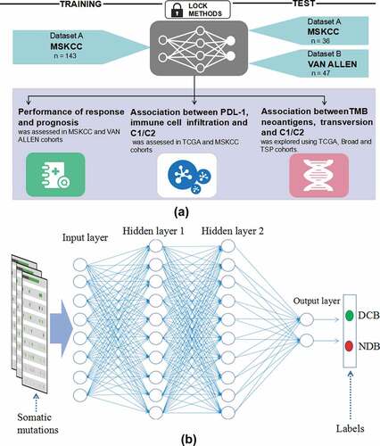 Figure 1. The deep learning model flowchart and architecture of deep neural networks. a, The DNN model based on the tensorflow was developed in the training cohort (MSKCC, n = 143), and were validated in the two cohorts (MSKCC, n = 36; VAN ALLEN, n = 47). The cohorts of predicting ICB response using DNN model were specifically divided into C1 and C2 groups. The performance of DNN was compared with different models and the associations between C1/C2 group and expression of immune cell infiltration, immune checkpoints, TMB and neoantigen were analyzed in the MSKCC, TSP, TCGA and broad cohorts; b, The DNN that we built in our study consisted of an input layer, two hidden layers, a dropout layer, and an output layer. One somatic mutation was thought as a feature. The hidden layer showed two layers, with 256 and 128 neurons, respectively. The two classification tasks include DCB and NDB. Abbreviations: DNN, deep neural network; MSKCC, Memorial Sloan Kettering Cancer Center; ICB, immune checkpoint blockade; TCGA, The Cancer Genome Atlas; DCB, durable clinical beneﬁt; NDB, no durable beneﬁt