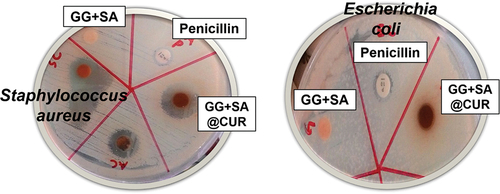 Figure 7. Disk diffusion results of penicillin (positive control), GG+SA and GG+SA@CUR thin films against the Staphylococcus aureus (S. aureus) and Escherichia coli (E. coli) after incubating for 24 h.