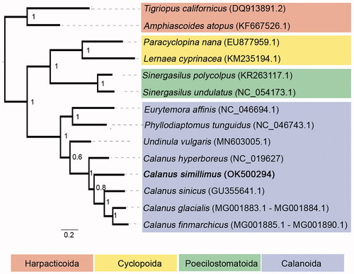 Figure 1. Maximum-likelihood tree of nucleotide alignment of 13 mitochondrial protein-coding genes and 2 rRNA genes in 14 copepod species. Order Harpacticoida is used as outgroup. C. simillimus investigated in this study is in bold. The number at each node is the bootstrap probability (1000 replicates).