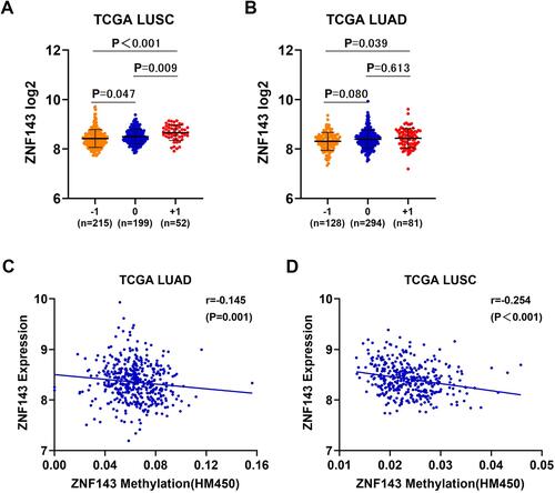 Figure 8 DNA copy gain and DNA methylation are involved in ZNF143 upregulation in NSCLC. (A and B) Comparisons of ZNF143 mRNA levels in various CNV groups in LUSC and LUAD. (C and D) Association analysis of ZNF143 mRNA levels and ZNF143 DNA methylation in LUAD and LUSC. −1, deep deletion and shallow deletion; 0, diploid; +1, gain and amplification.