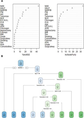 Figure 3 Predictive model visualization based on ML-based algorithm. (A) RFC model. (B) DT model.